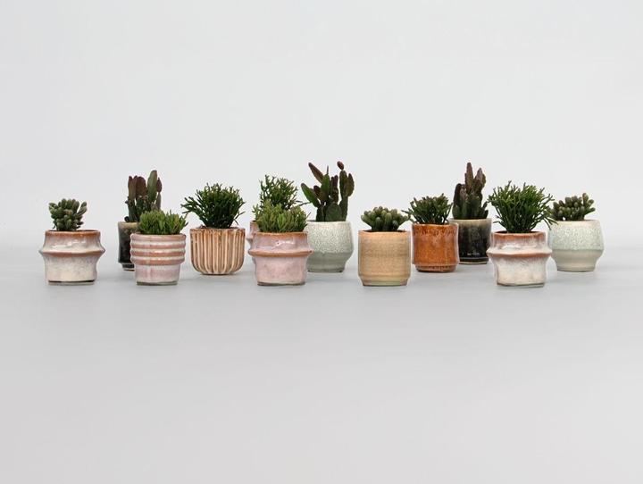 Immagine prodotto Plant in a Box Rhipsalis - (12 cm)