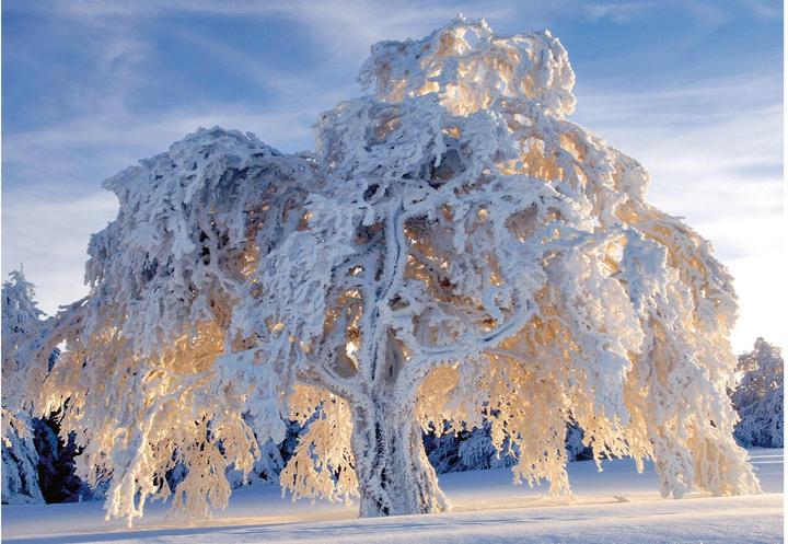 Produktbild Motivkarte Baum im Schneegewand 17.5 x 12.2 cm (1 Stk.)