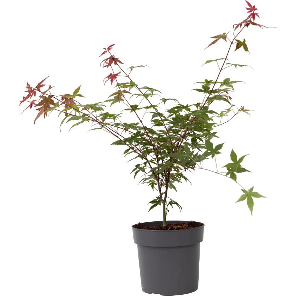 Plant in a Box, Pflanzen, Acer palmatum 'Beni Maiko' - Ahorn Baum (70 cm)