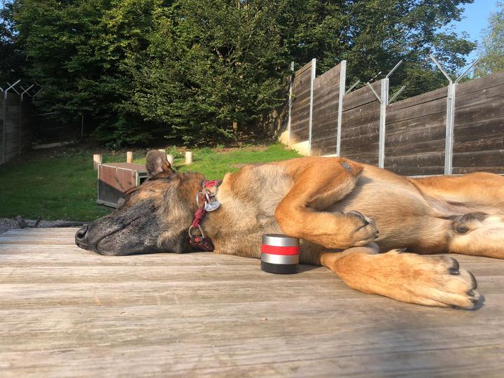 Actual product image RelaxoPet Pro Dog (Dog)