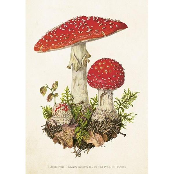 Sköna Ting, Biglietto di auguri + Carta da lettere, ST463 B6-Karte + Fliegenpilz-Umschlag