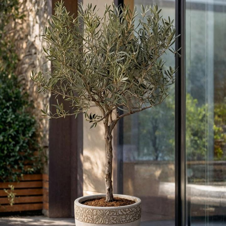 Immagine prodotto Plant in a Box Olea Europaea (45 cm)