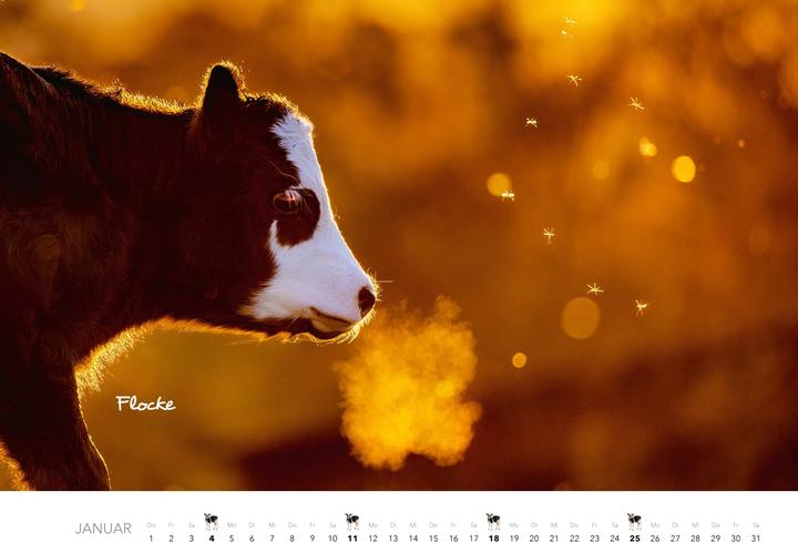 Produktbild Tierkinder auf dem Bauernhof Kalender 2026 (Harter Einband, Deutsch)