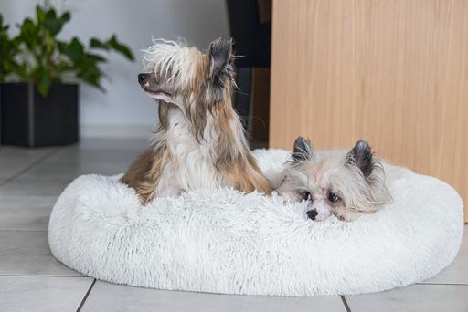 Actual product image Karlie Agnes (Dog)
