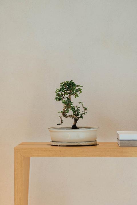 Produktbild Herstera Bonsai Asuka + Plato (27 x 21 x 7 cm)