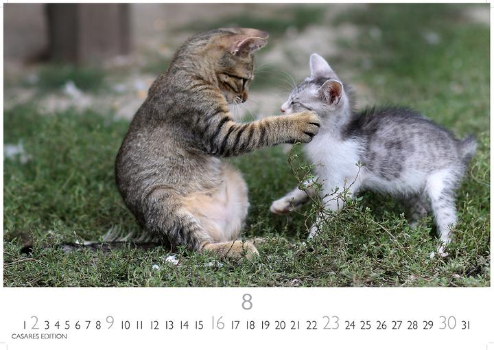 Immagine prodotto Funny Cats 2026 S 24x35cm (24 x 35 cm)