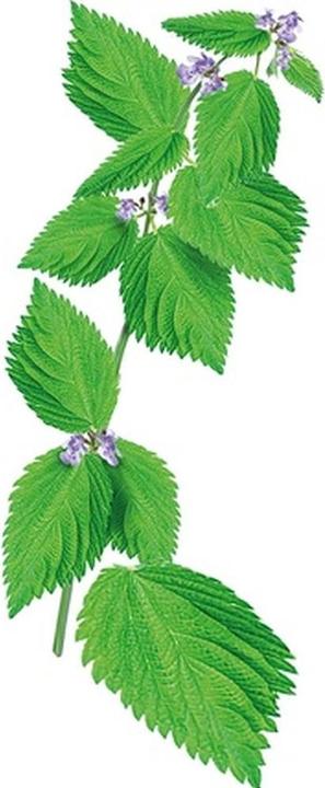 Image du produit Kéranove Naturanove - Shampooing bio purifié pour cheveux et cuir chevelu (250 ml, Shampoing liquide)