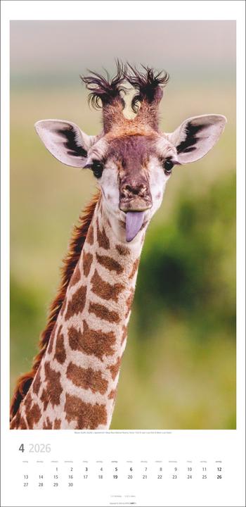 Produktbild Giraffen Kalender 2026 (33 x 68 cm)