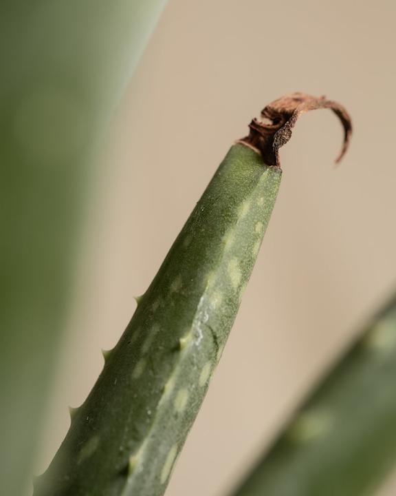Immagine prodotto feey Echte Aloe (35 cm, Appena rinvasata)