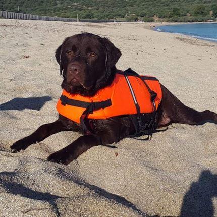 Thumbnail - Croci Schwimmweste für Hunde (Hundeschwimmweste), Hundebekleidung
