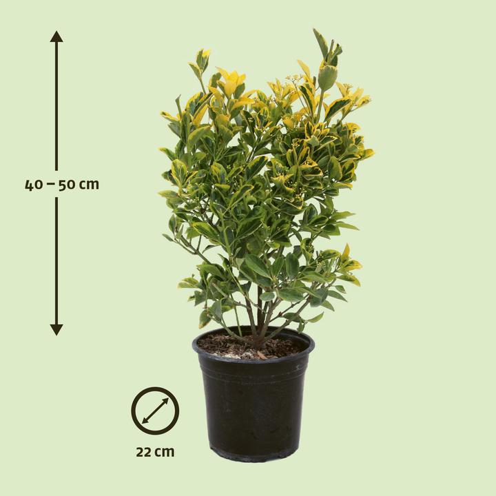 Immagine prodotto Zulauf Japanischer Spindelstrauch / Euonymus j. 'Aureomarginatus' (50 cm)