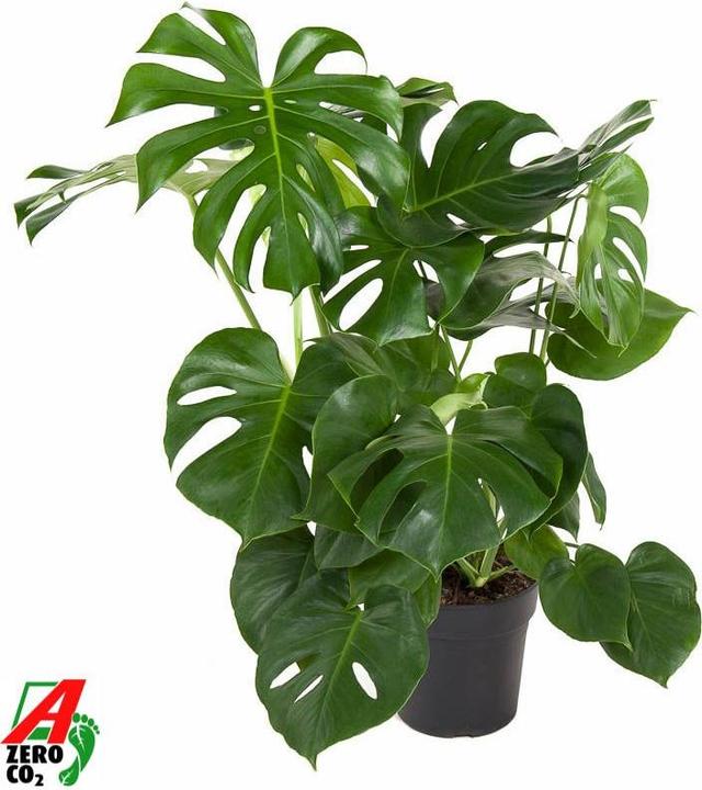 Image du produit Fresca-Plant Monstera Deliciosa Mix (24 cm)