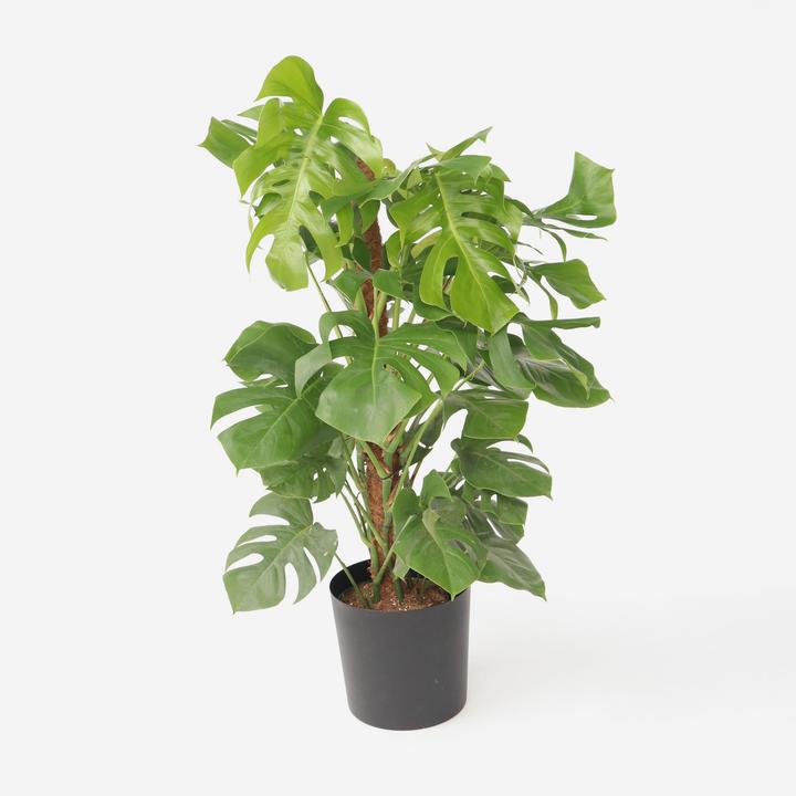Produktbild Plant in a Box Monstera Deliciosa - Affenmaske (130 cm)
