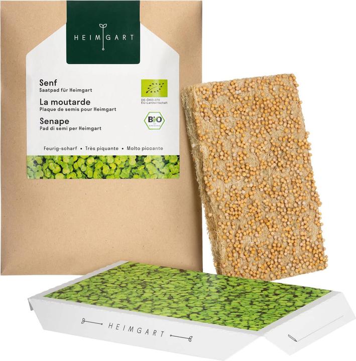 Heimgart Senf (Keimlinge)