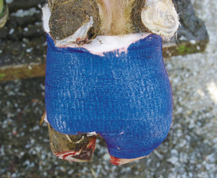Produktbild Kerbl Klauenbandage VETlastic (One Size)