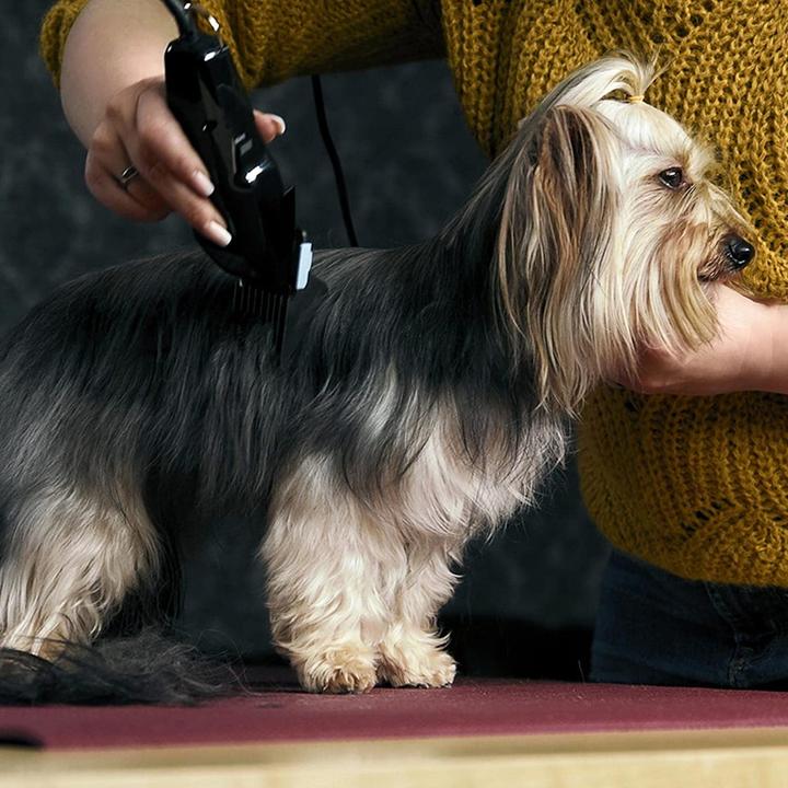 Actual product image Agrarzone Moser 1400 with push-on comb set (Cat, Dog)