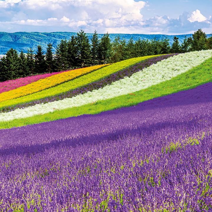 Produktbild Inside Japan 2024