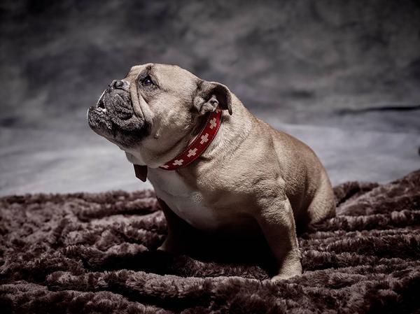 Produktbild Colly Weichleder-Halsband mit Schweizerkreuz geperlt (3.5, 50, Hund, Allgemein)
