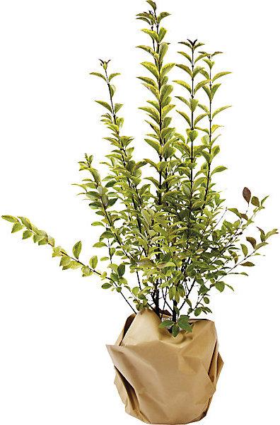 Immagine prodotto kaiserkraft Carta kraft soda