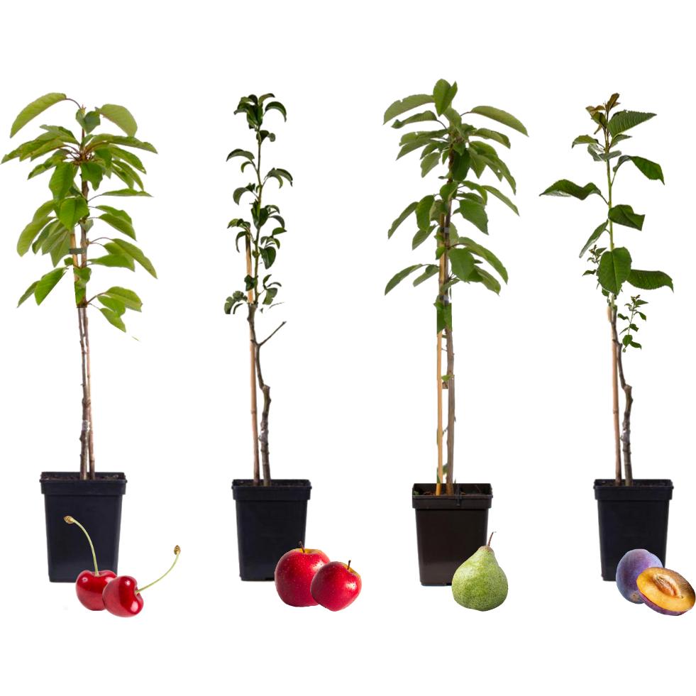 Plant in a Box, Pflanzen, Malus 'Braeburn', Prunus avium, Pyrus 'Doyenne du Comice', Prunus domestica - 4er Mischung Obs...