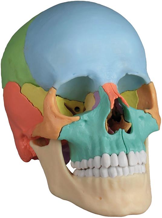 Actual product image Erler Zimmer Osteopathy skull model, 22 pieces