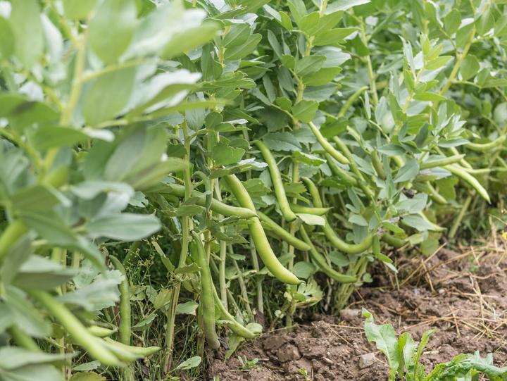 Produktbild Living Seeds Favabohne Superaguadulce (Gemüsesamen)