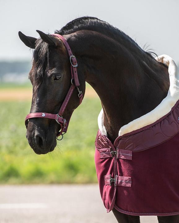 Immagine prodotto Qhp set di cavezza e corda per cavalli lily