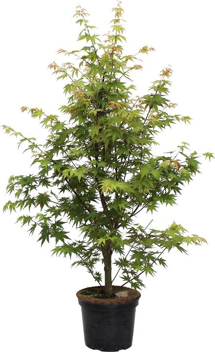 Immagine prodotto Zulauf Japanischer Fächer-Ahorn / Acer palmatum 'Osakazuki' (80 cm)