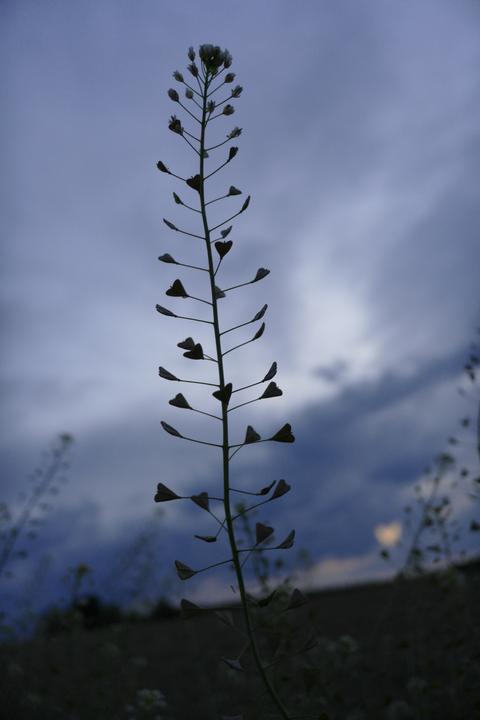 Immagine prodotto Entgiften mit Heilkräutern (Tedesco, Margherita Madejsky, 2024)