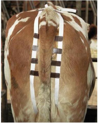 Actual product image Kerbl 1031 Incident bandage nylon straps