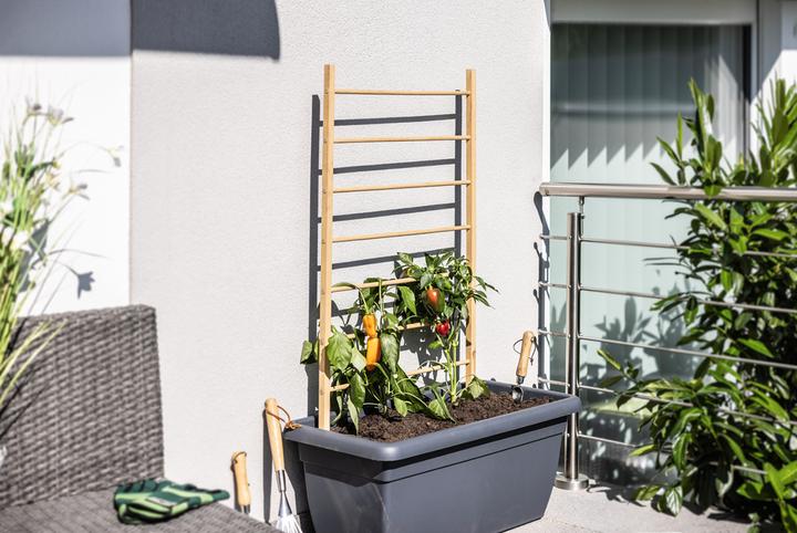 Produktbild Windhager Holz-Rankhilfe Leiter 60x120cm (120 cm, 60 cm)