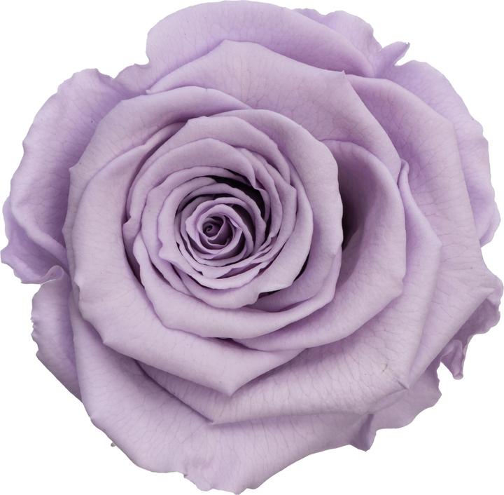 Image du produit Migros Ostschweiz Rose Premium (Rose stabilisée) en coffret cadeau (Fleurs à l'infini)