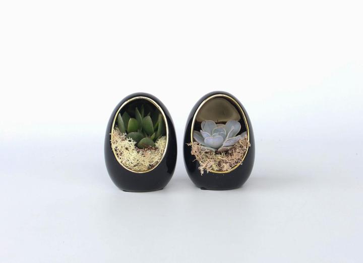 Produktbild Plant in a Box Echeveria lilacina - 2er Set Deko-Ei (12 cm)