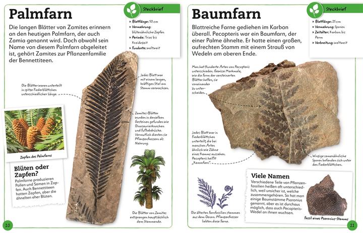 Produktbild Fossilien (Deutsch, Christine Condé, Dean Lomax, DK Verlag - Kids, 2022)