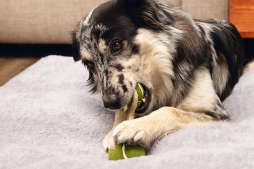 Produktbild Beeztees Minus One Hundespielzeug Tennisball (Ballspielzeug Hund)