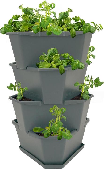 Gusta Garden Paul Aardappel (38.80 cm)