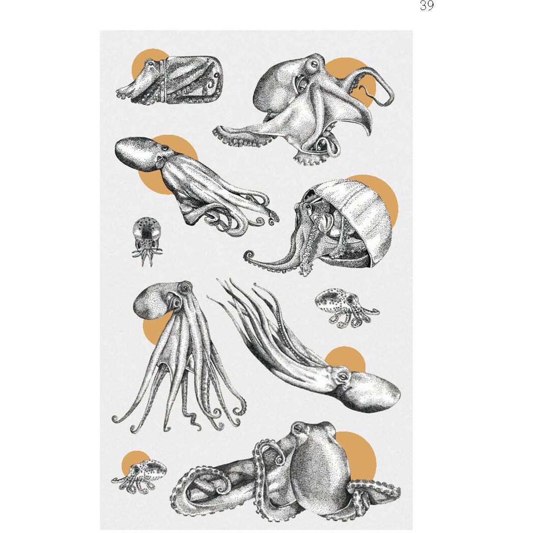 Thumbnail - Faszination Krake, Kinderbücher von Michael Stavaric, Michèle Ganser