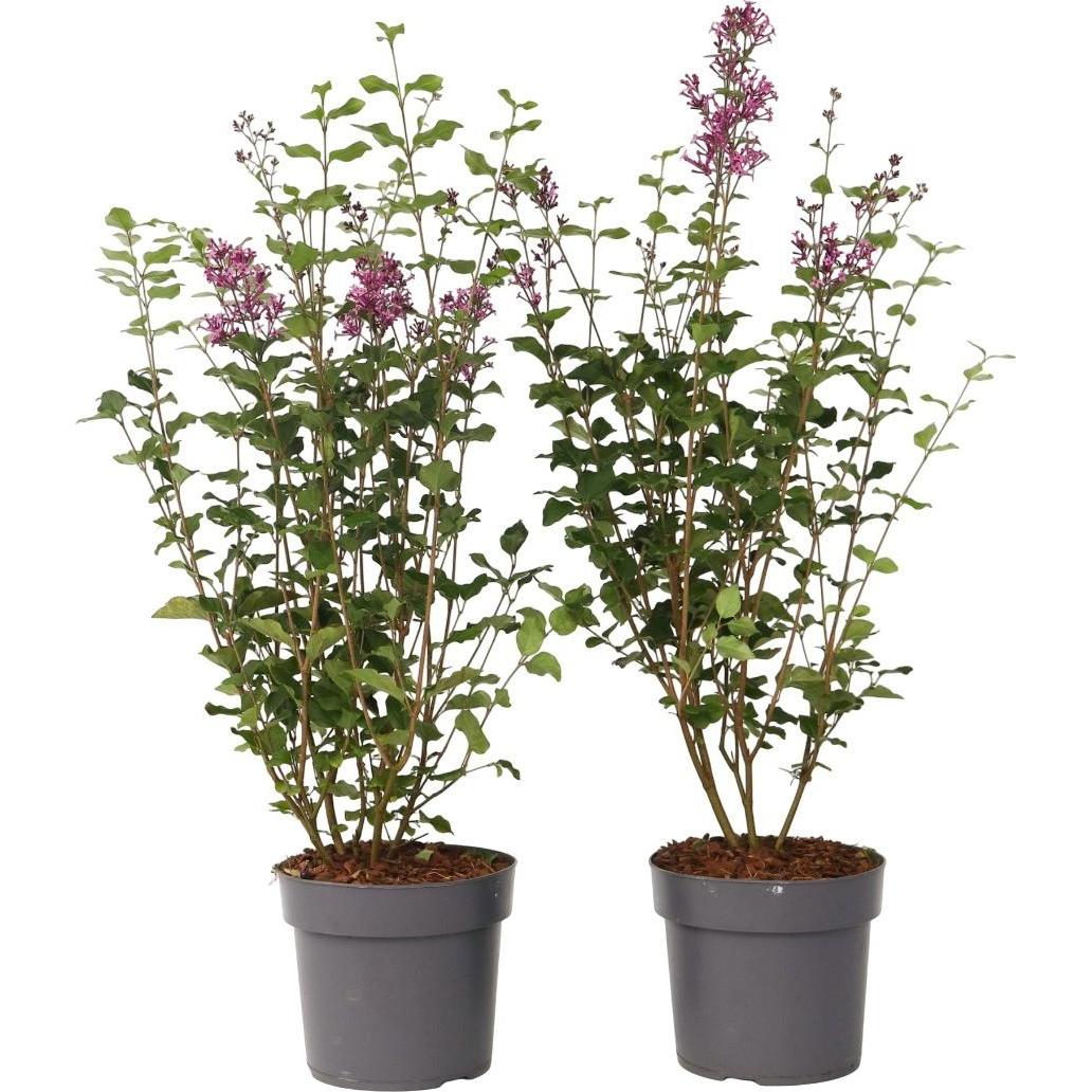 Plant in a Box, Pflanzen, Syringa Bloomerang Dark Purple - 2er-Set Flieder (55 cm)