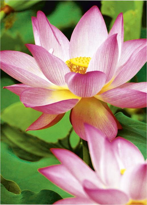 Actual product image Avery Premium Inkjet Photo Paper (300 g/m², A6, 40 pcs.)