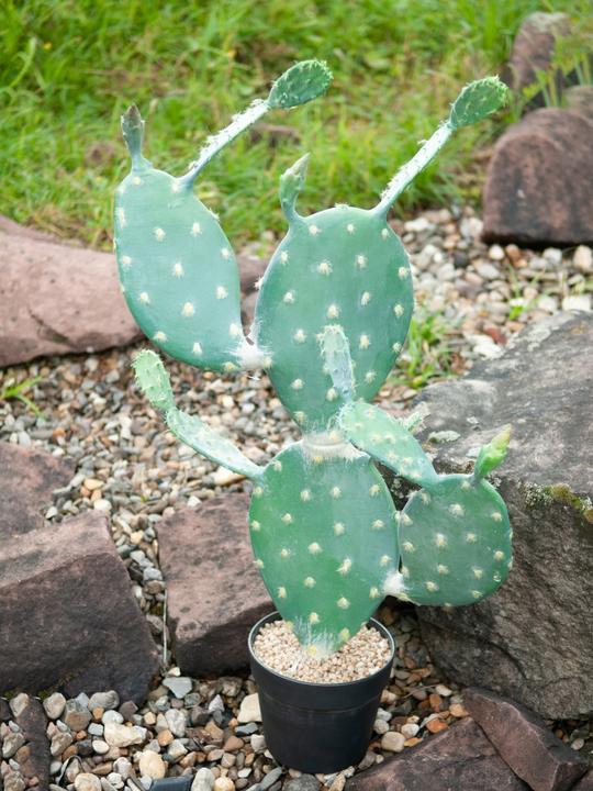Productafbeelding Europalms Bladcactus, Kunstplant, 76cm (76 cm)