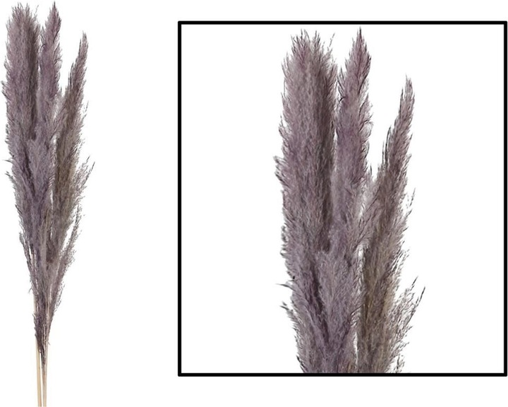 Image du produit Dijk Herbe de la pampa - Cortaderia (Herbe de la pampa)