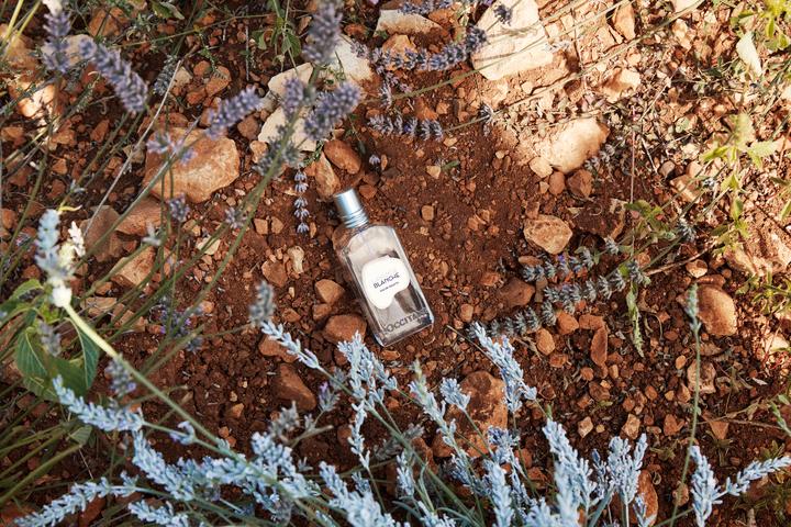 Image du produit L'Occitane LAVANDE BLANCHE Eau de Toilette (Eau de toilette, 50 ml)