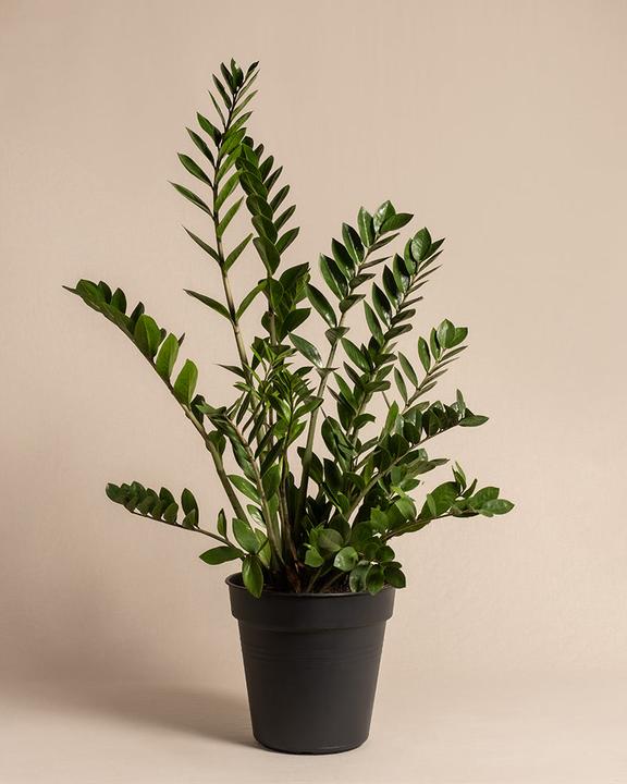 Image du produit feey Glücksfeder XL (100 cm, Fraîchement rempotés)