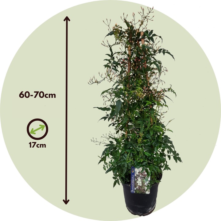 Produktbild Plant in a Box Jasminum polyanthum - Jasmin (60 cm)
