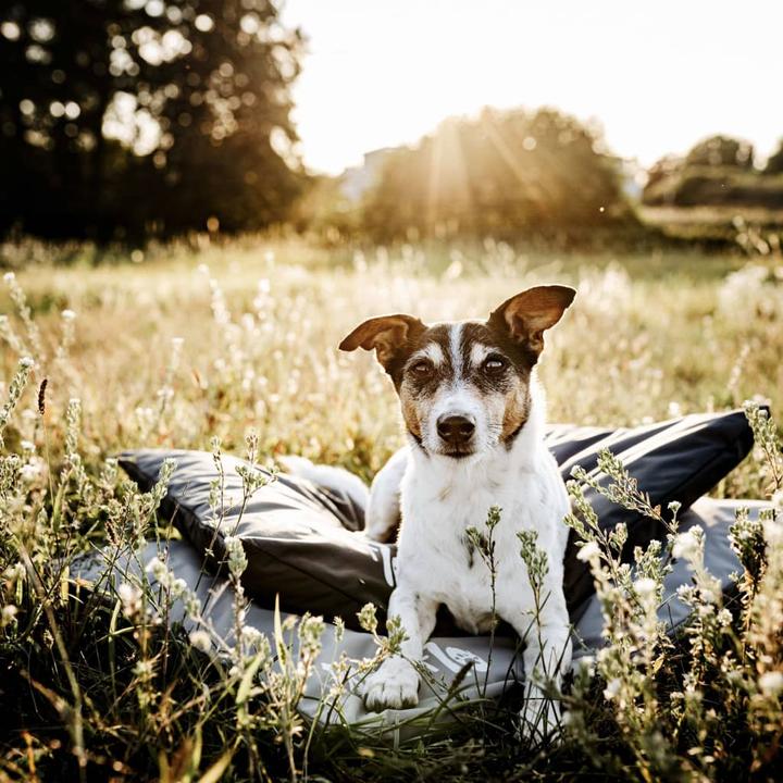 Image du produit District 70 Hundematte (Chien)