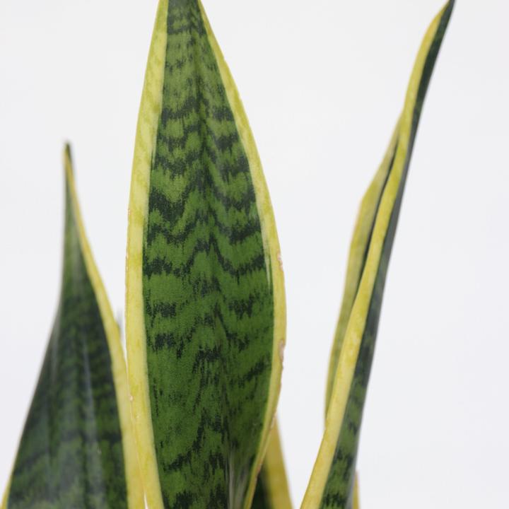 Produktbild Plant in a Box Sansevieria trifasciata Laurentii - Bogenhanf (60 cm)