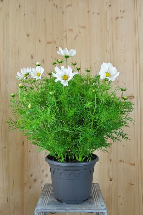 Produktbild Säntispracht Die Kosmee, unser langblühender Sommerhit - Cosmos bipinnatus 'Sonata White' (80 cm)