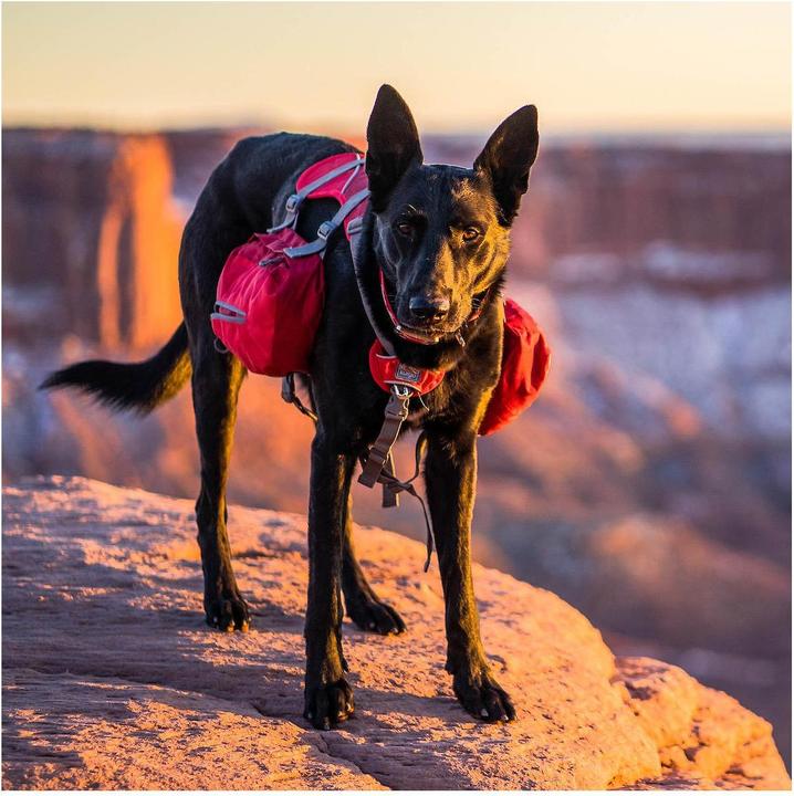 Kurgo Zaino Baxter per cani 23kg 50 kg acquista su Galaxus