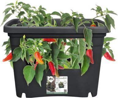 Productafbeelding Elho Anzuchttopf (50.90 x 35.10 x 35.70 cm)