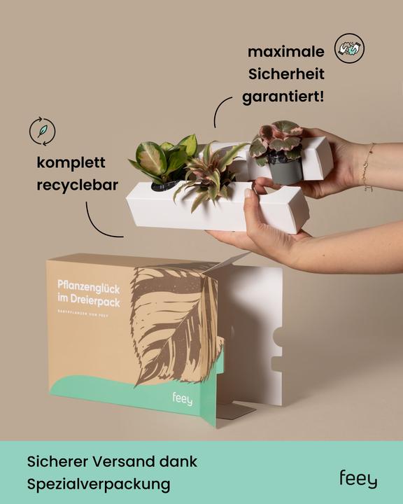 Produktbild feey Sukkulenten Ãoeberraschungs-Babypflanzen (6er Set) (5 cm)